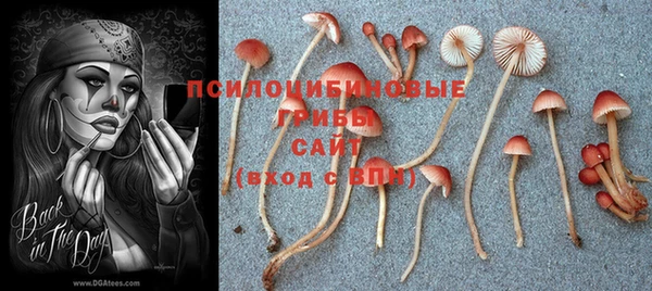 прущие грибы Абдулино